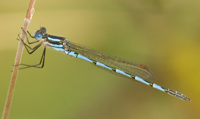 Austrolestes annulosus